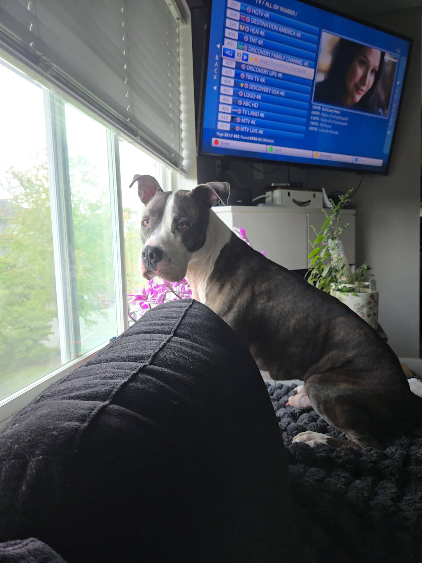 Ziggy - American Pit Bull Terrier available for adoption at Owner Rehoming in White Rock (1 of 5)