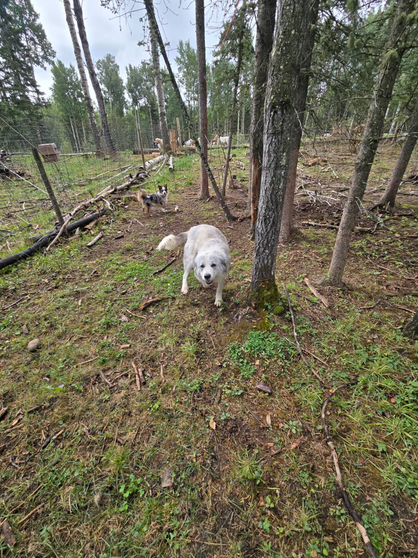 Lola - LGD available for adoption at Owner Rehoming in Calgary (1 of 3)