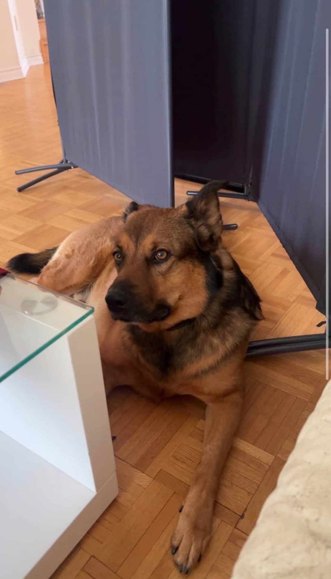 Rambo - German Shepherd available for adoption at Owner Rehoming in Brampton (1 of 2)