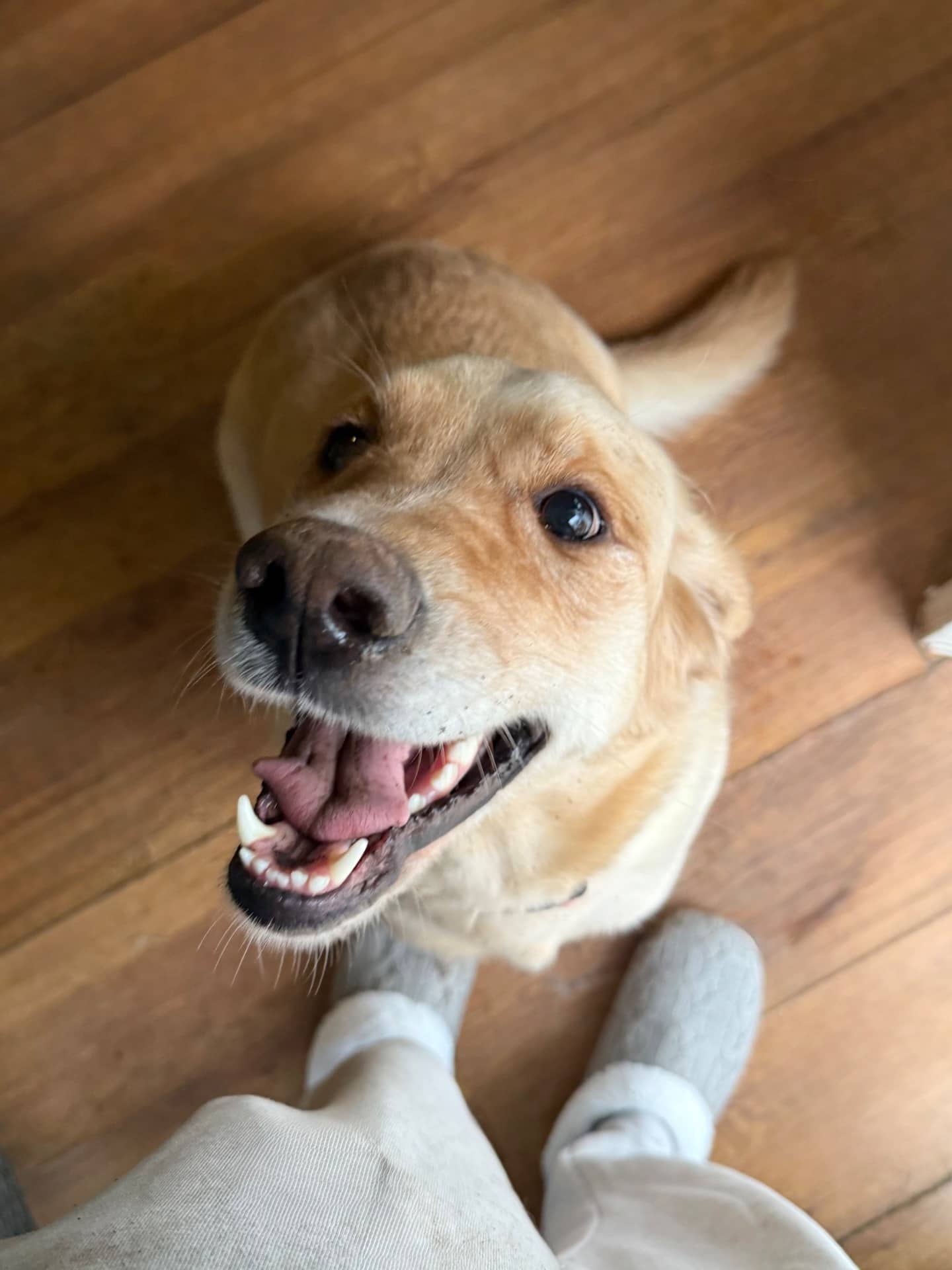 Bailey - Golden Retriever mix available for adoption at Owner Rehoming in Barrie (1 of 4)
