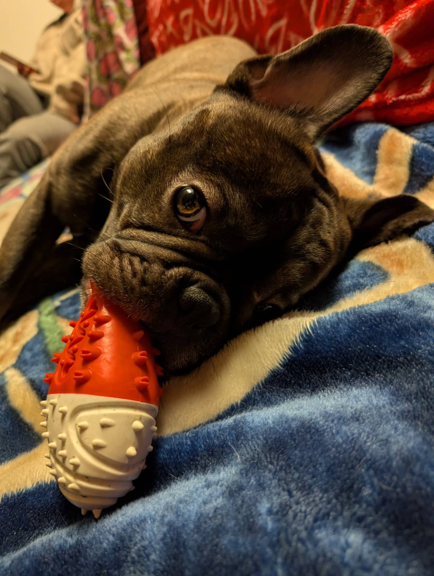 Obama - Frenchton available for adoption at Owner Rehoming in Winnipeg (1 of 4)