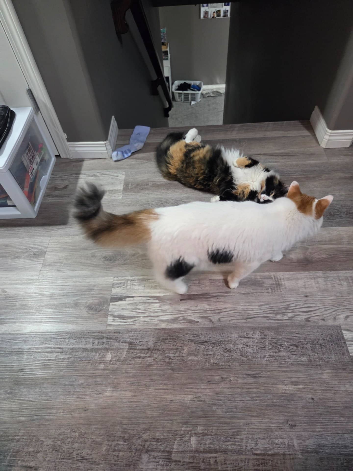 Sam and frank - Domestic Medium Hair cat available for adoption at Owner Rehoming in Red Deer (1 of 4)