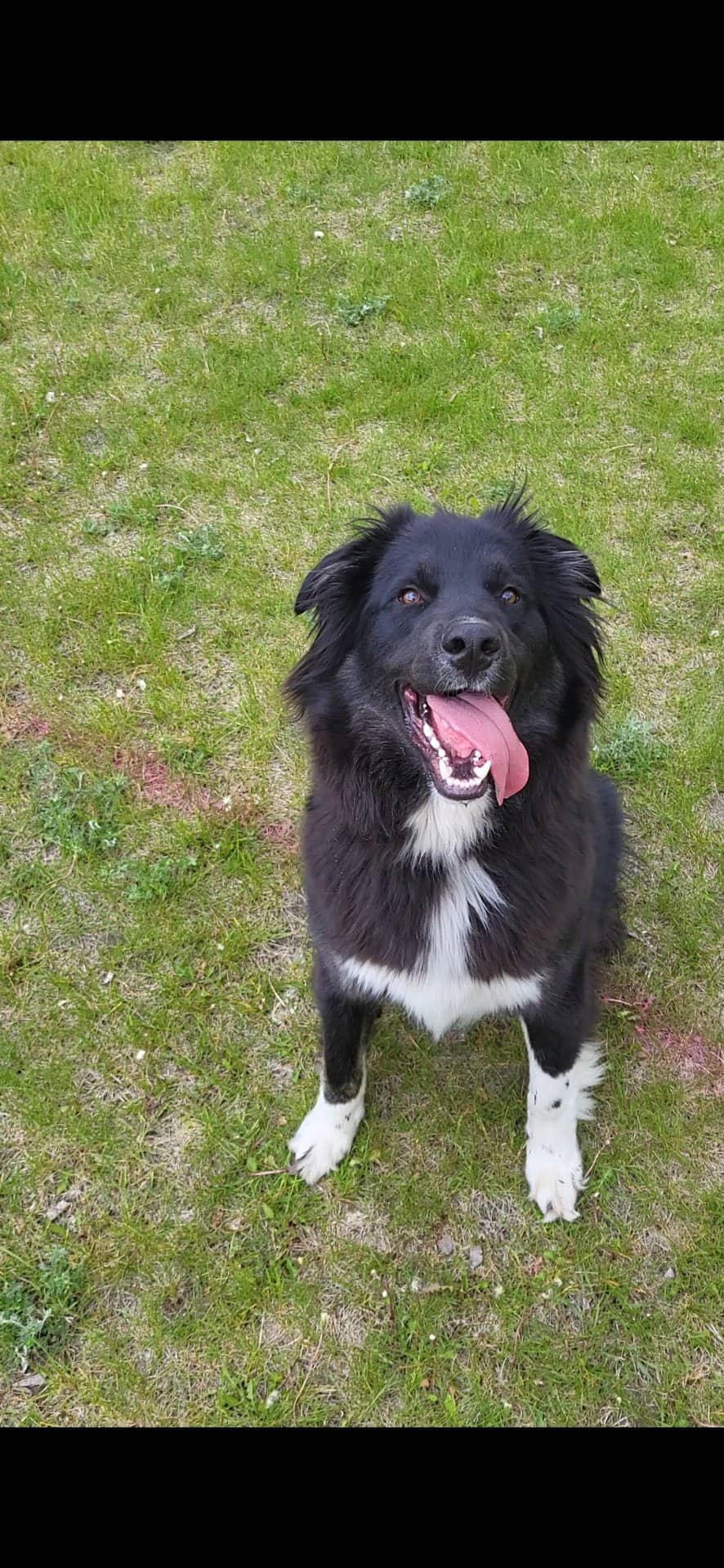 Luigi - Husky/bordercollie available for adoption at Owner Rehoming in Winnipeg (1 of 5)