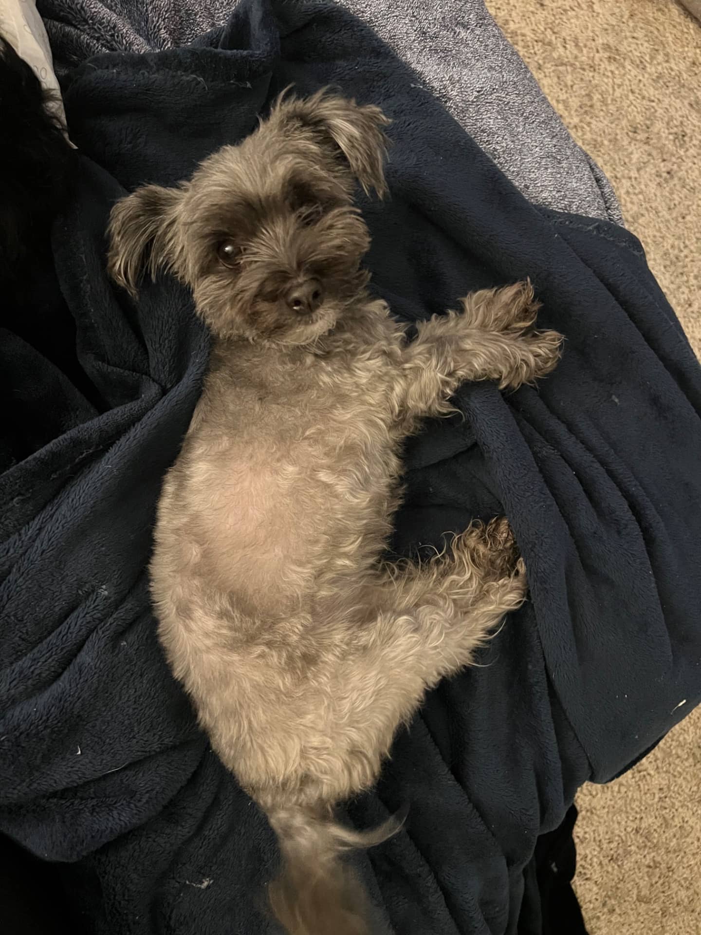 Mochi - Morkie available for adoption at Owner Rehoming in Mississauga (1 of 3)