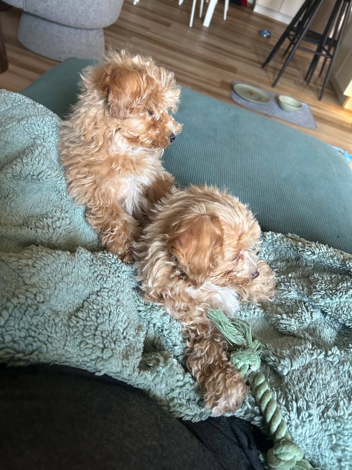 murphy - maltipoo available for adoption in Alberta