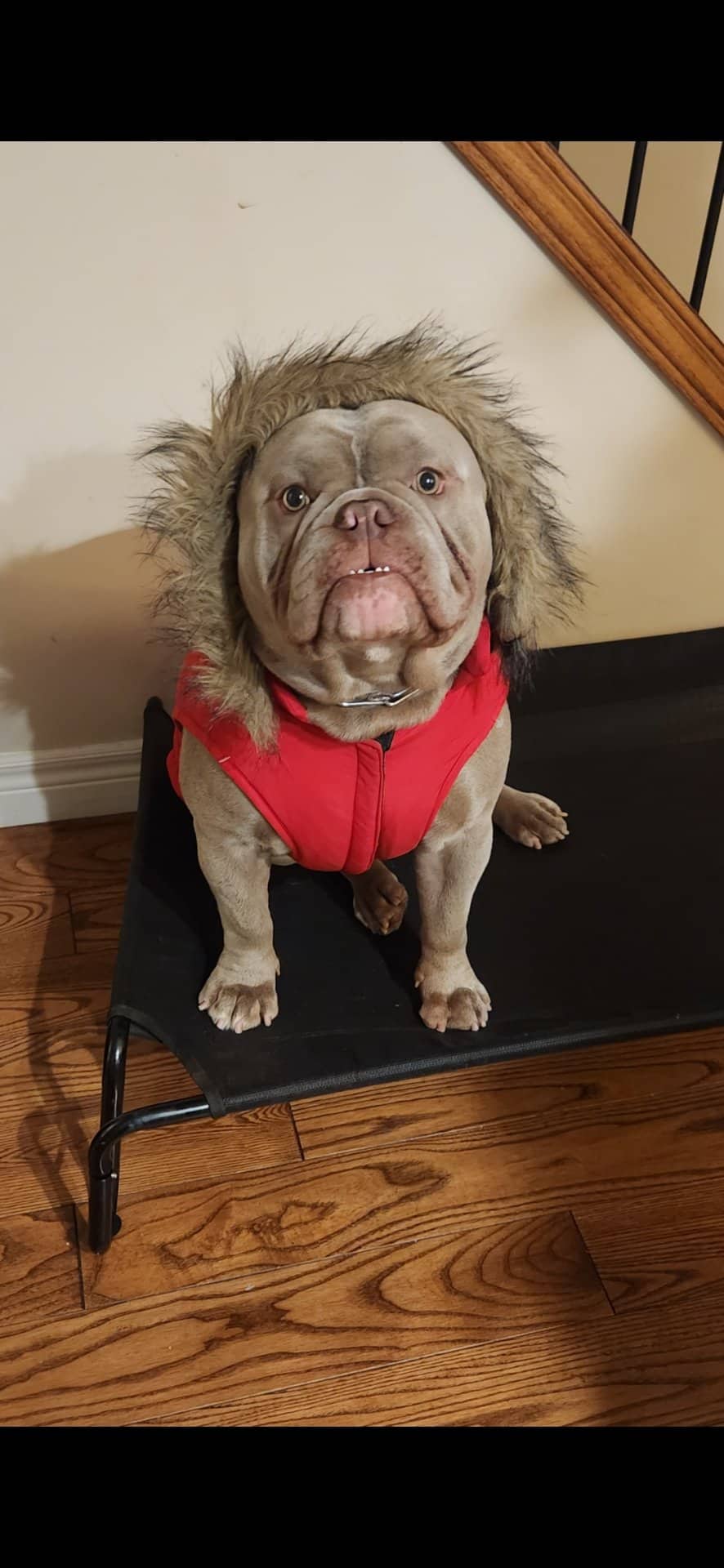 Zeus - Micro Bully available for adoption at Owner Rehoming in London (1 of 5)