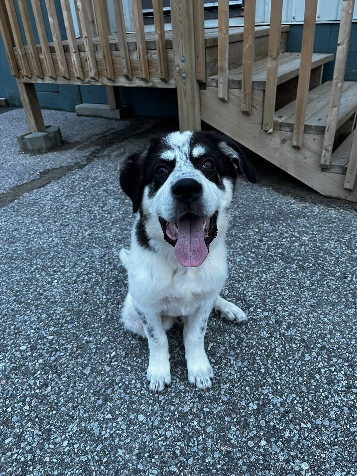 Reggie - Bernese Mountain Dog x Border Collie available for adoption at Owner Rehoming in Toronto (1 of 5)