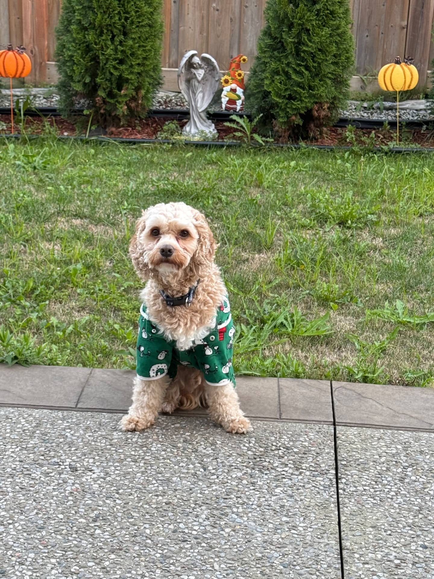 Tyzo - Cockapoo available for adoption at Owner Rehoming in Mississauga (1 of 5)