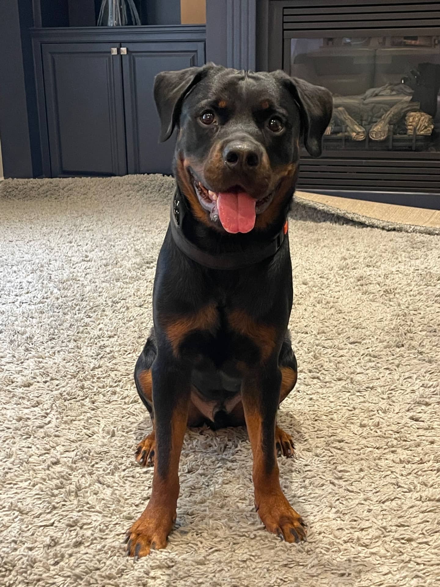 Rocky - Rottweiler available for adoption at Owner Rehoming in Toronto (1 of 2)