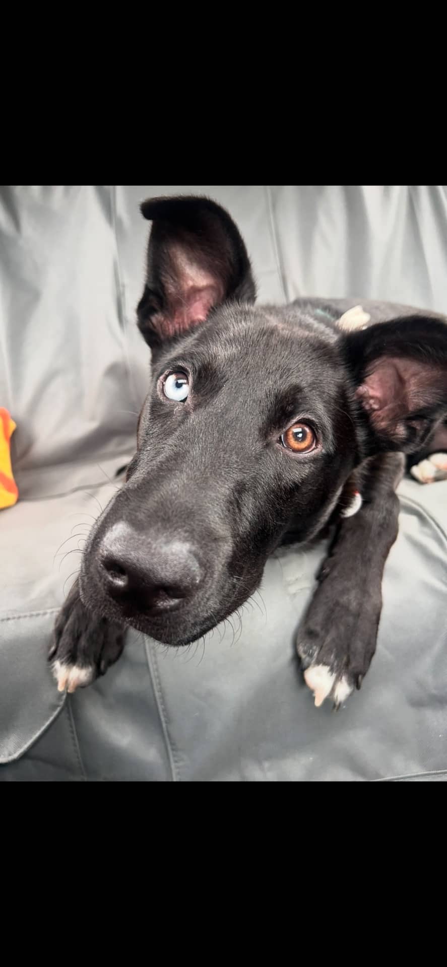 Atlas - German Shepherd/lab mix available for adoption at Owner Rehoming in Bracebridge (1 of 4)