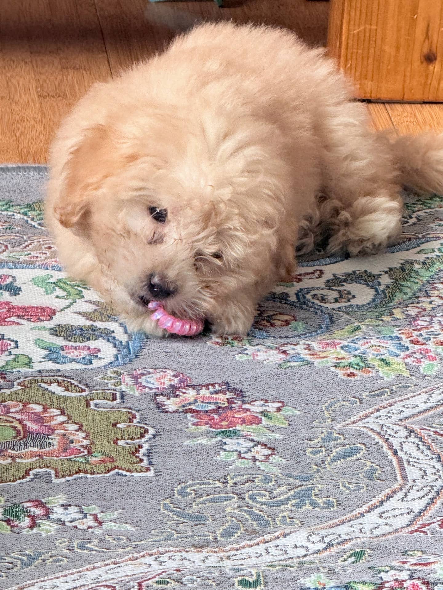 Leo - Maltipoo available for adoption at Owner Rehoming in Victoria (1 of 3)