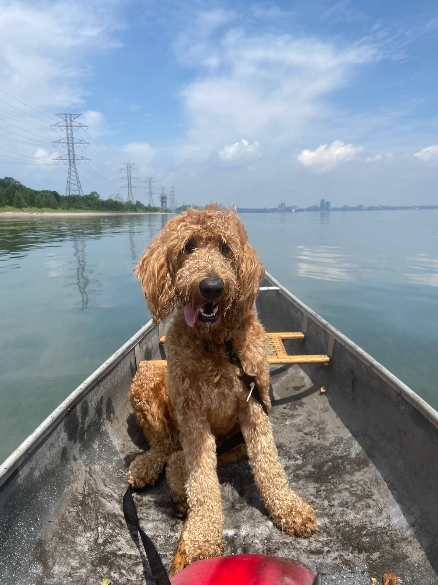 Doug - Goldendoodle available for adoption at Owner Rehoming in Hamilton (1 of 4)