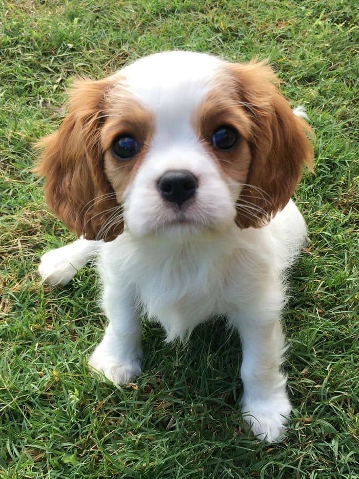 Nicky - Cavalier King Charles Spaniel available for adoption at Owner Rehoming in Calgary (1 of 2)