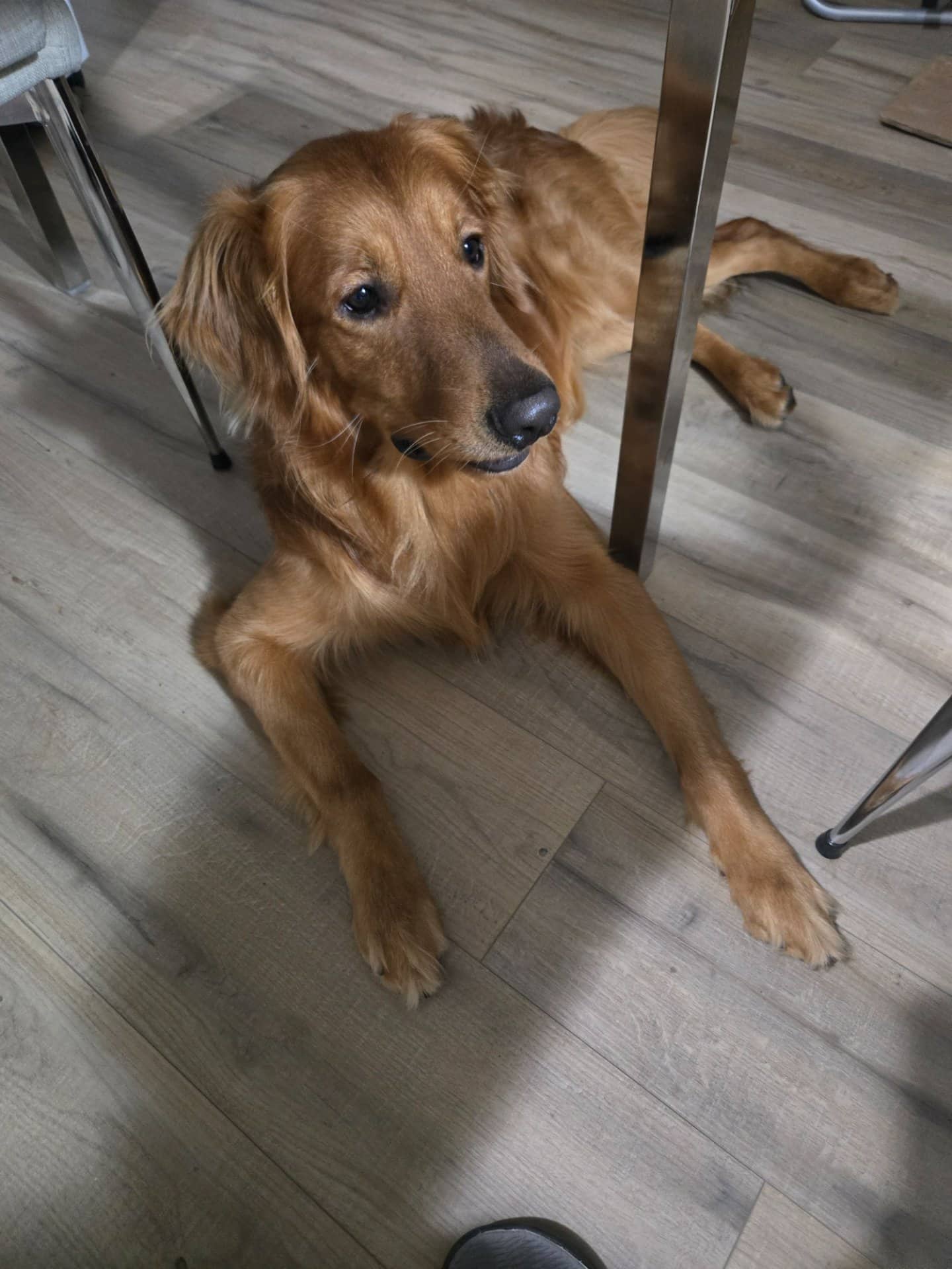 Marley - Golden Retriever available for adoption at Owner Rehoming in Hamilton (1 of 5)