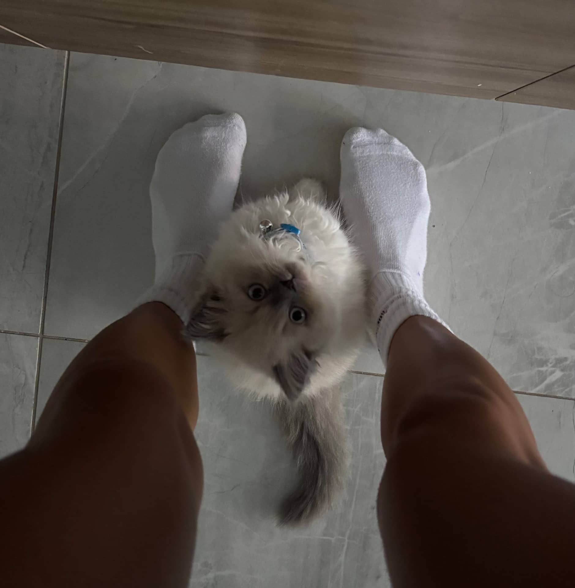 Zorreaux - Ragdoll available for adoption