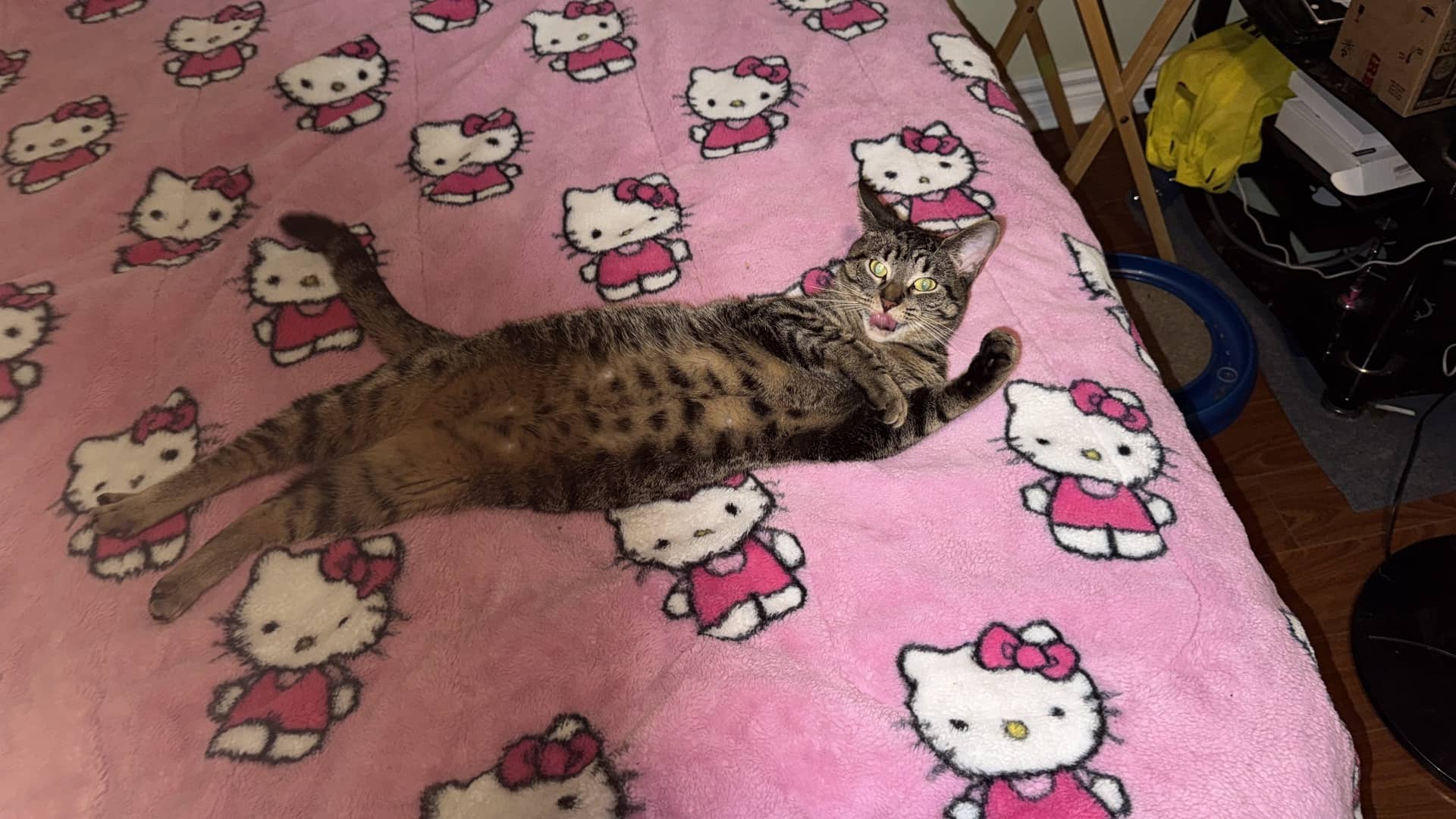 Rue - Tabby available for adoption