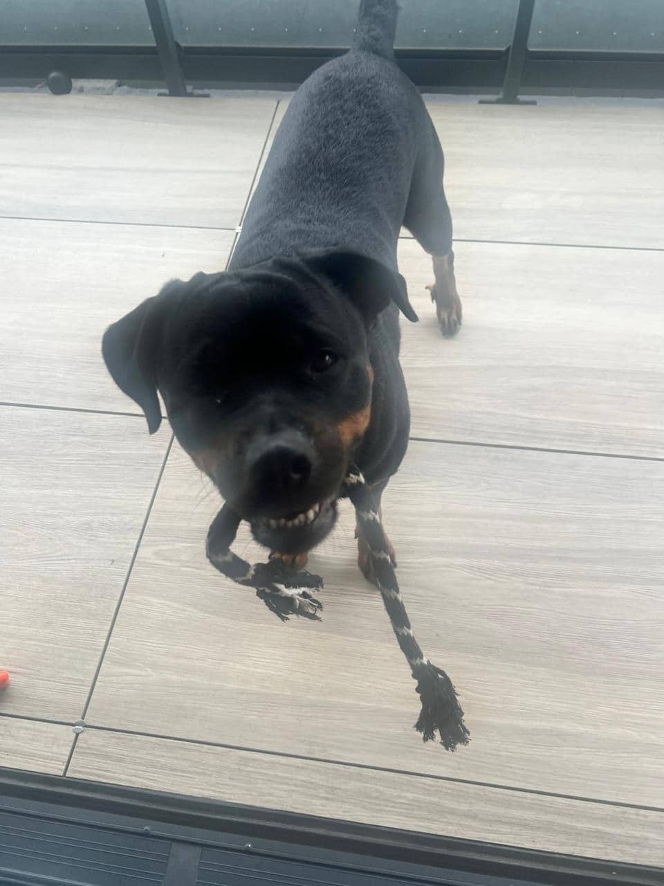 Bentley - Rottweiler available for adoption at Owner Rehoming in Toronto (1 of 3)