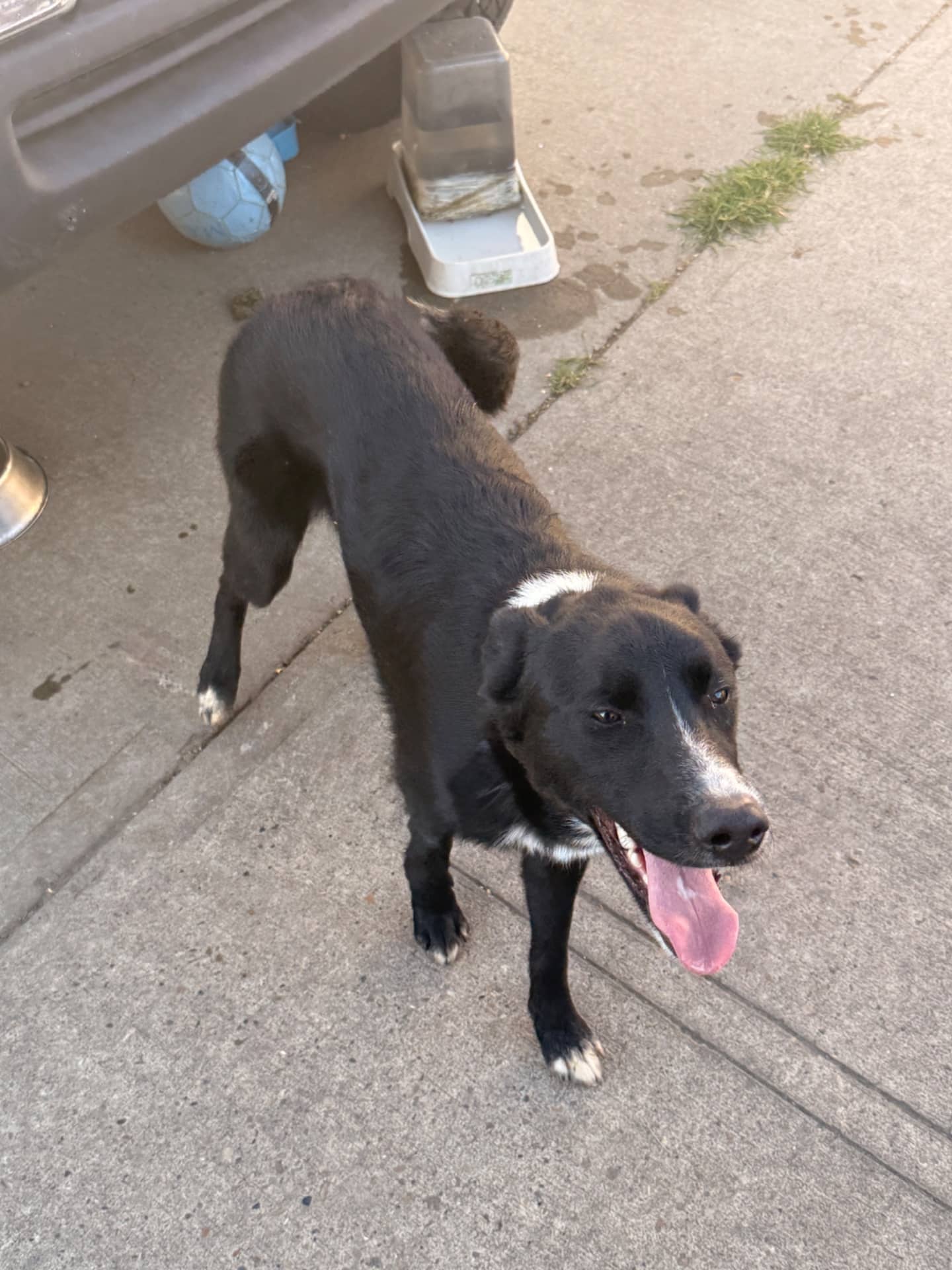 Drew - German Shepherd/Border Collie Mix available for adoption at Owner Rehoming in Edmonton (1 of 4)