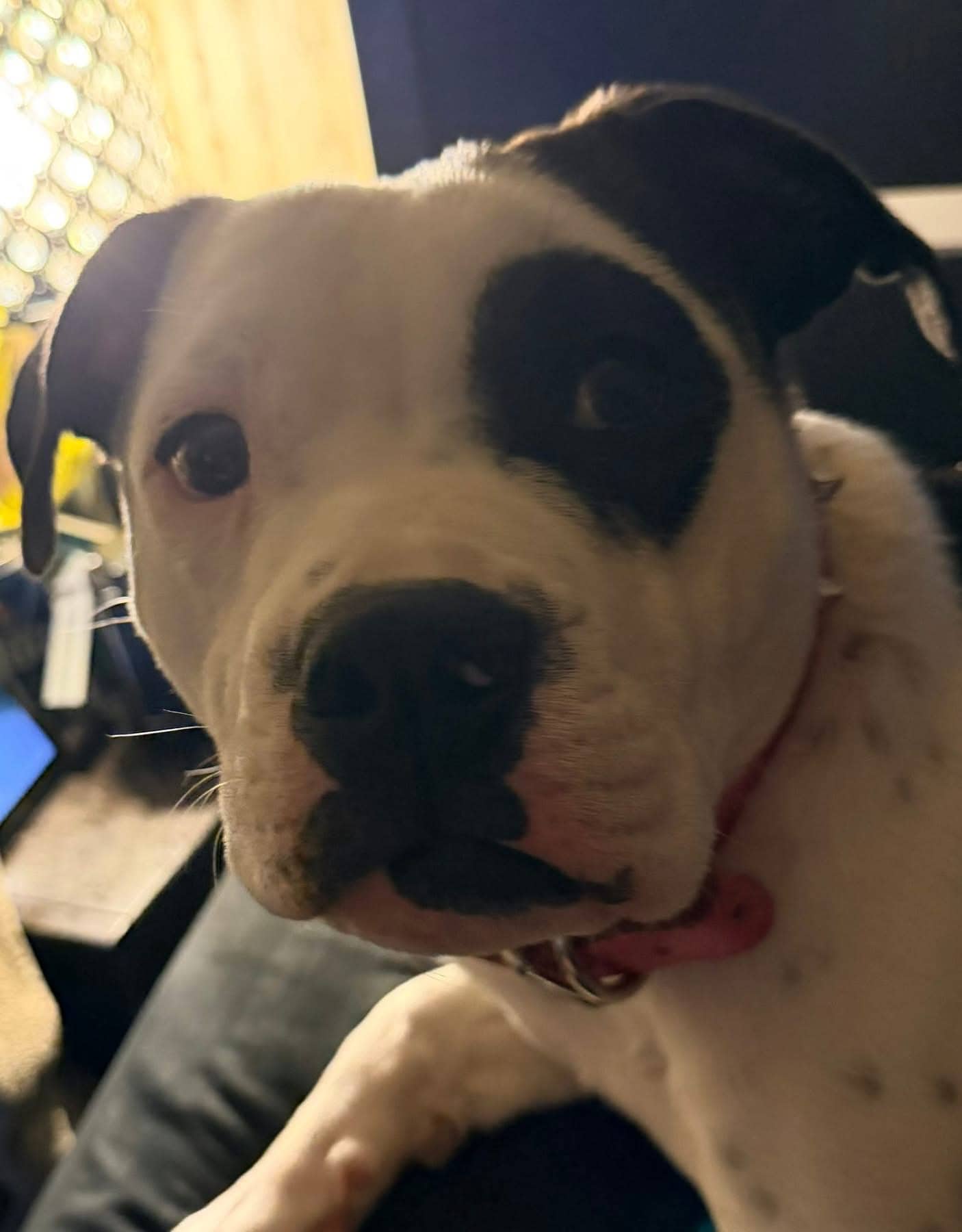 Stevie - Pit available for adoption at Owner Rehoming in Regina