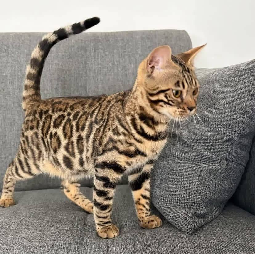 Léa - Bengal cat available for adoption at Owner Rehoming in Ottawa (1 of 4)