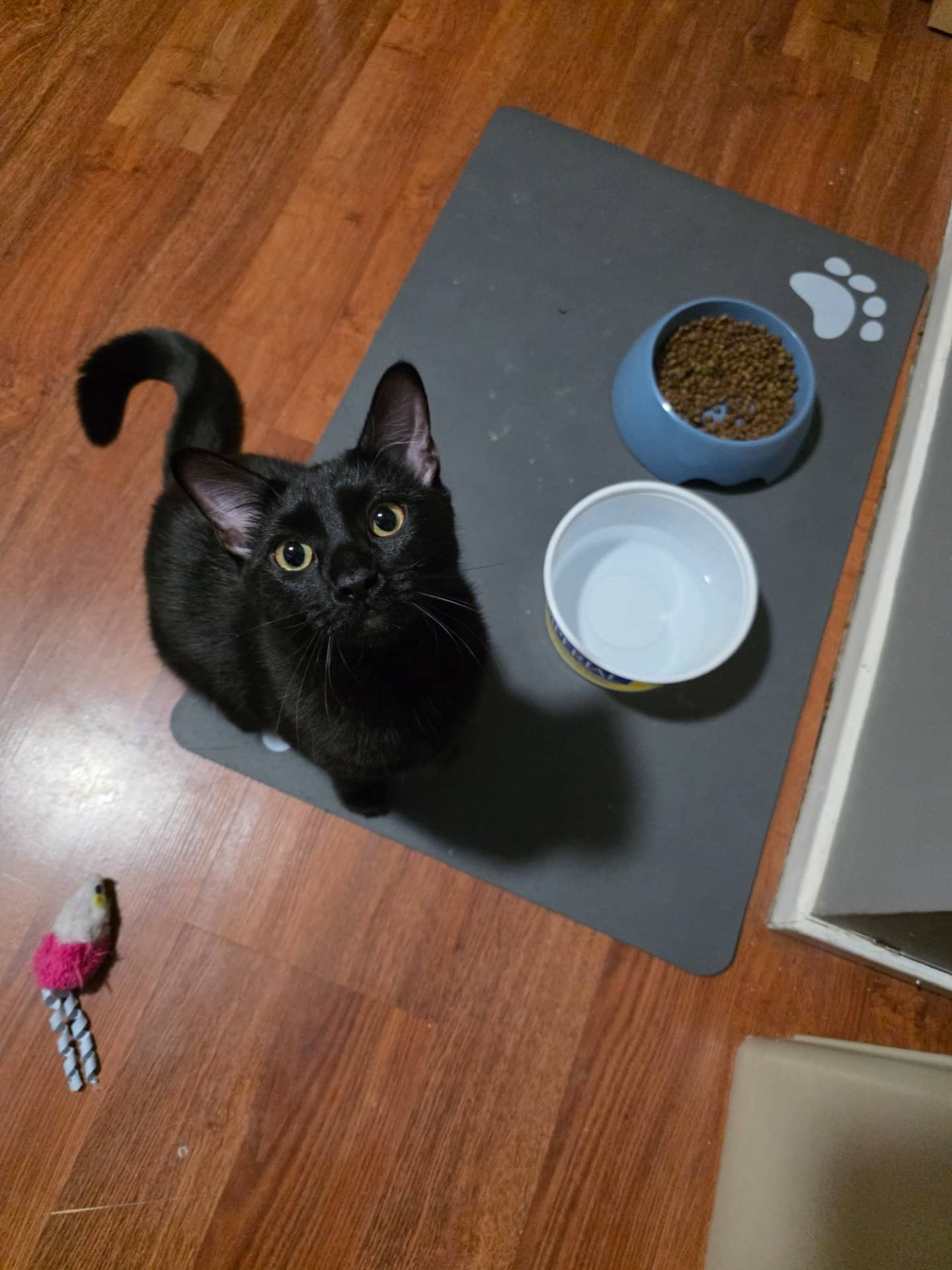 Raven - Domestic Shorthair available for adoption