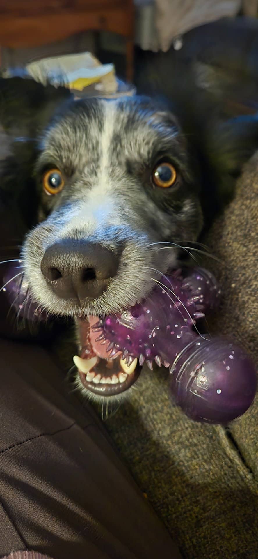 Sully - Border Collie Mix available for adoption at Owner Rehoming in Miramichi (1 of 4)
