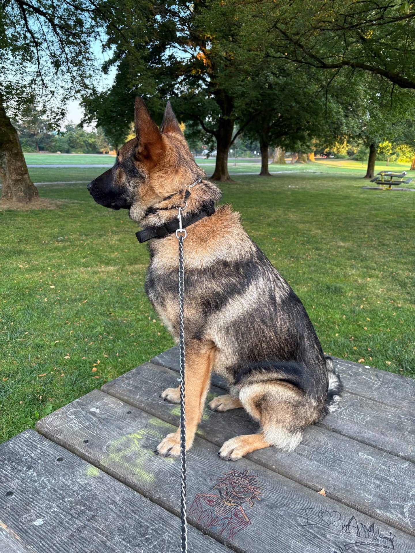 Ceasar - German Shepherd available for adoption at Owner Rehoming in Vancouver (1 of 5)