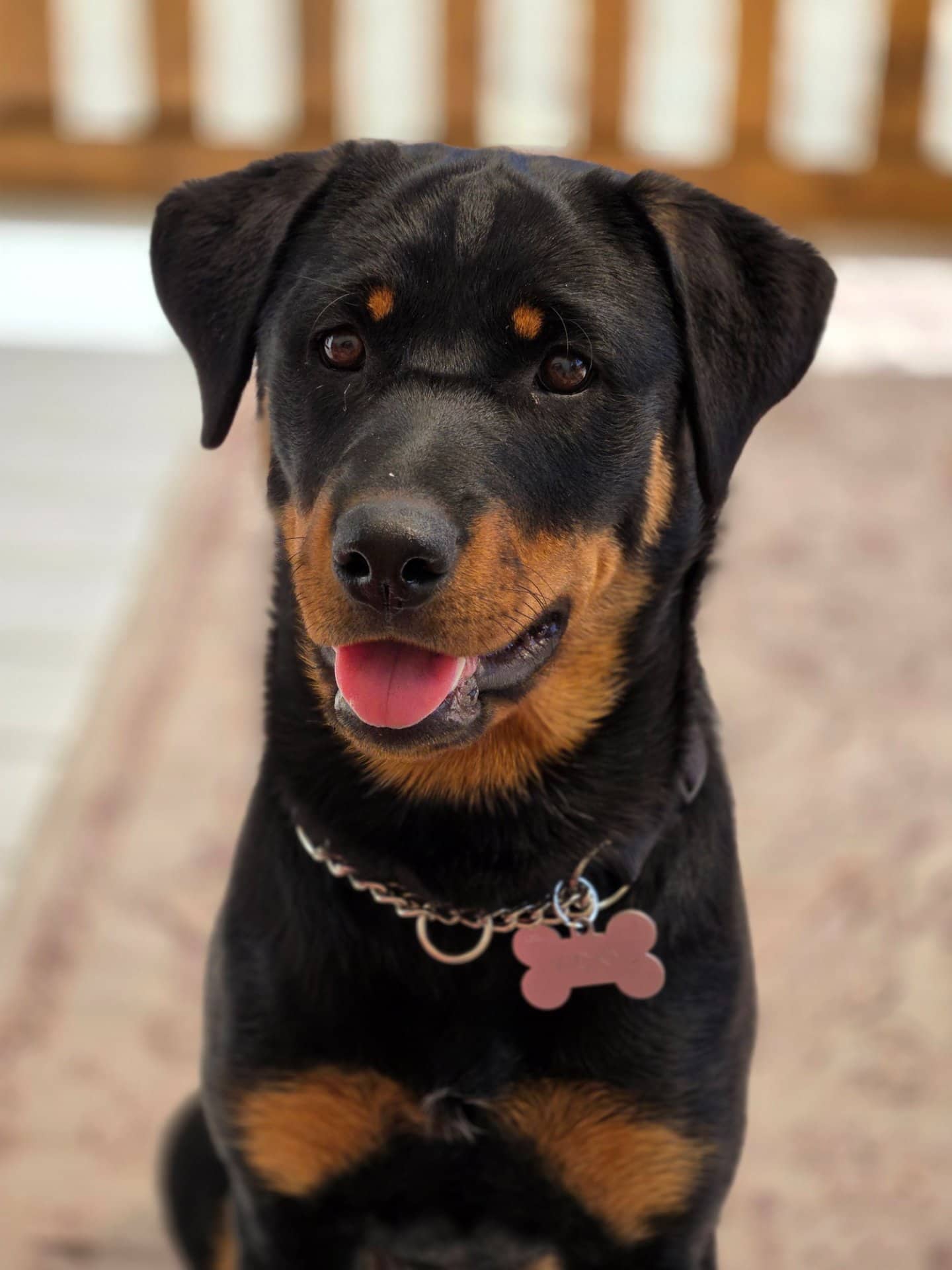 Vicky - Rottweiler mix available for adoption at Owner Rehoming in Camrose (1 of 5)