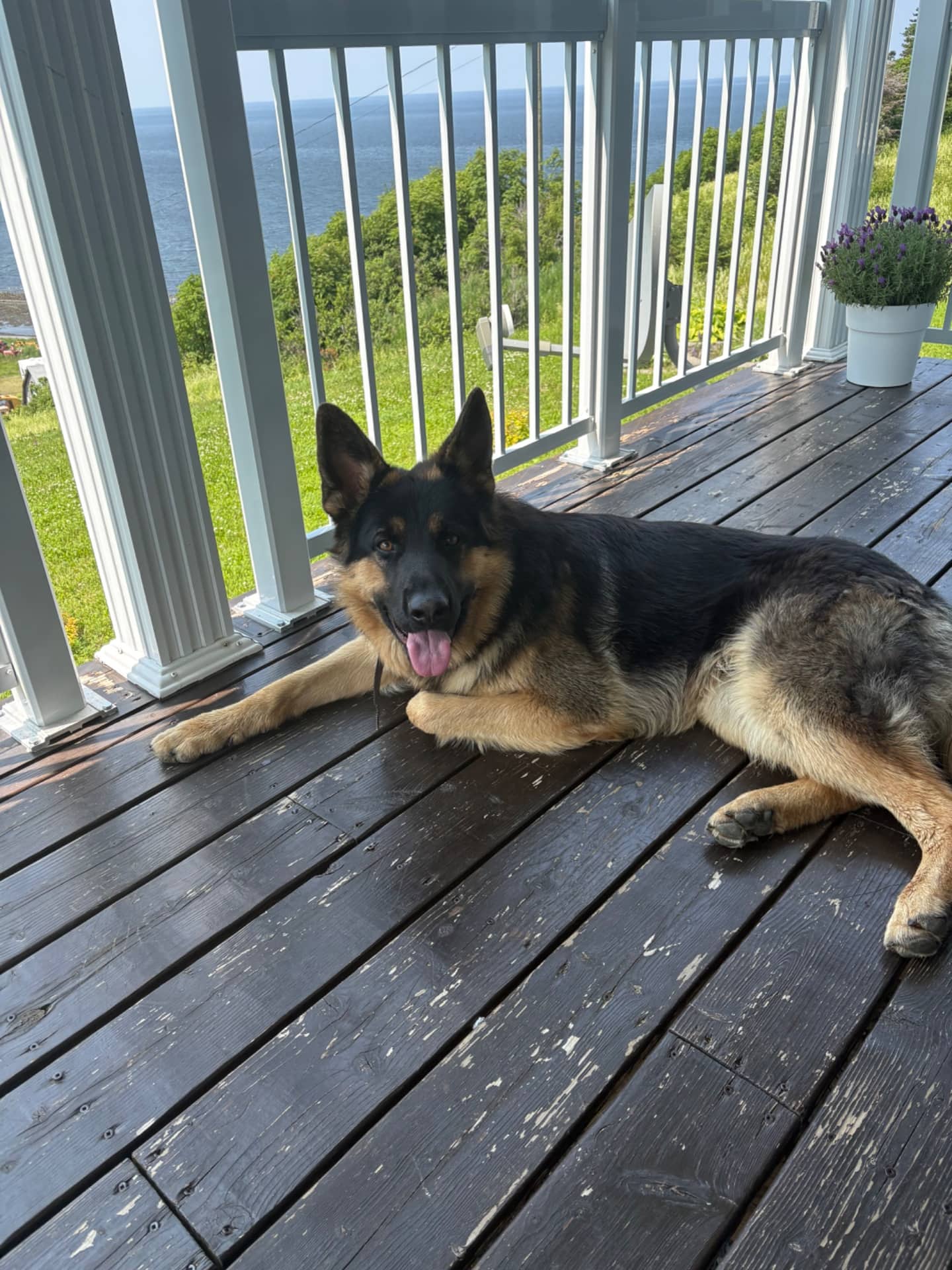 Jack - German Shepherd available for adoption at Owner Rehoming in Quebec City