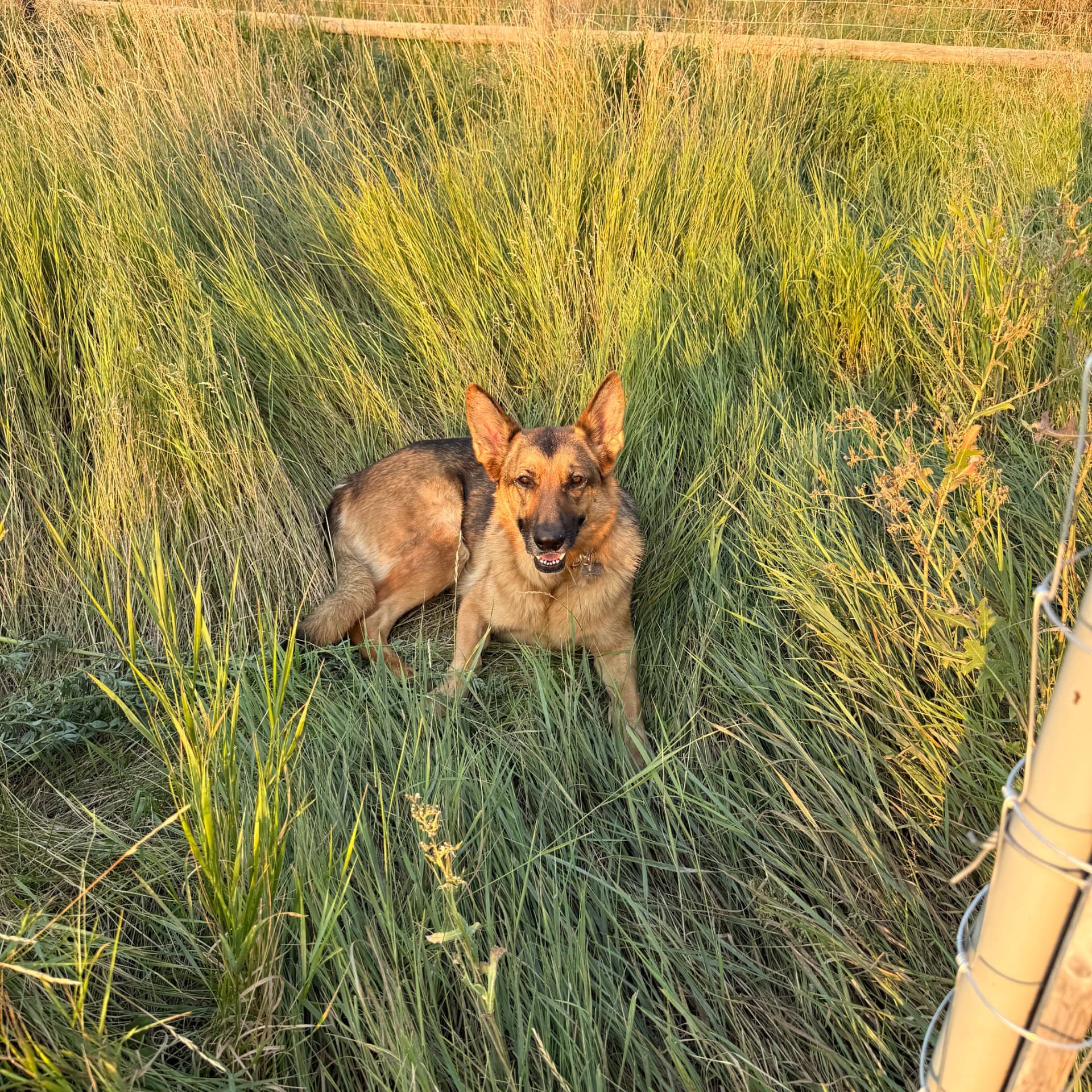 Tea - German Shepherd available for adoption at Owner Rehoming in High River (1 of 4)
