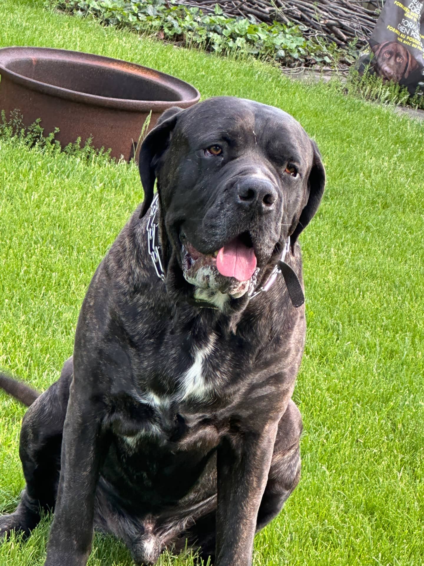 Hades - English Mastiff available for adoption at Owner Rehoming in London (1 of 5)