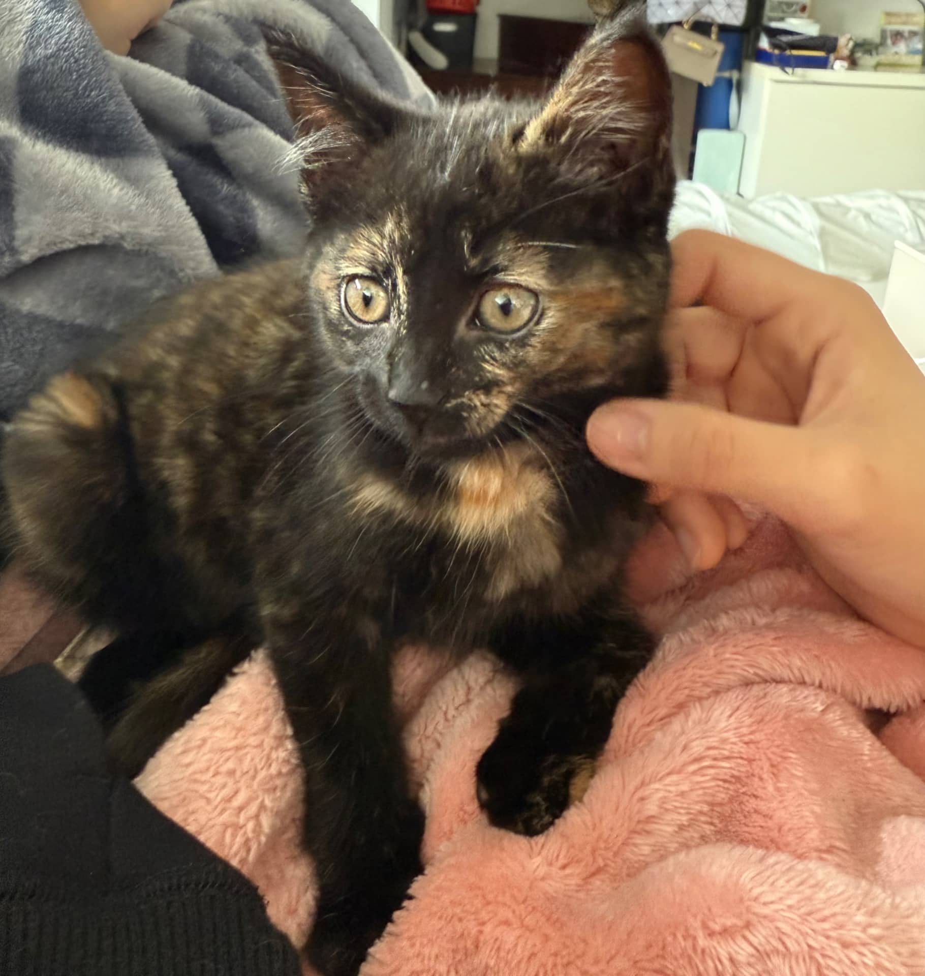Toffee - Tortoiseshell available for adoption