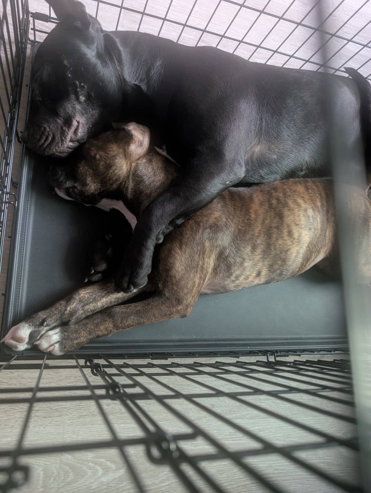 Venus - American Pit Bull Terrier available for adoption at Owner Rehoming in Toronto (1 of 5)