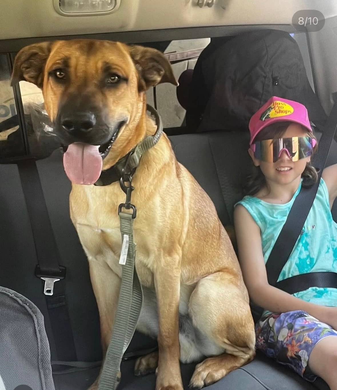 Bruce - German Shepherd cross mastiff available for adoption at Owner Rehoming in Hamilton (1 of 3)