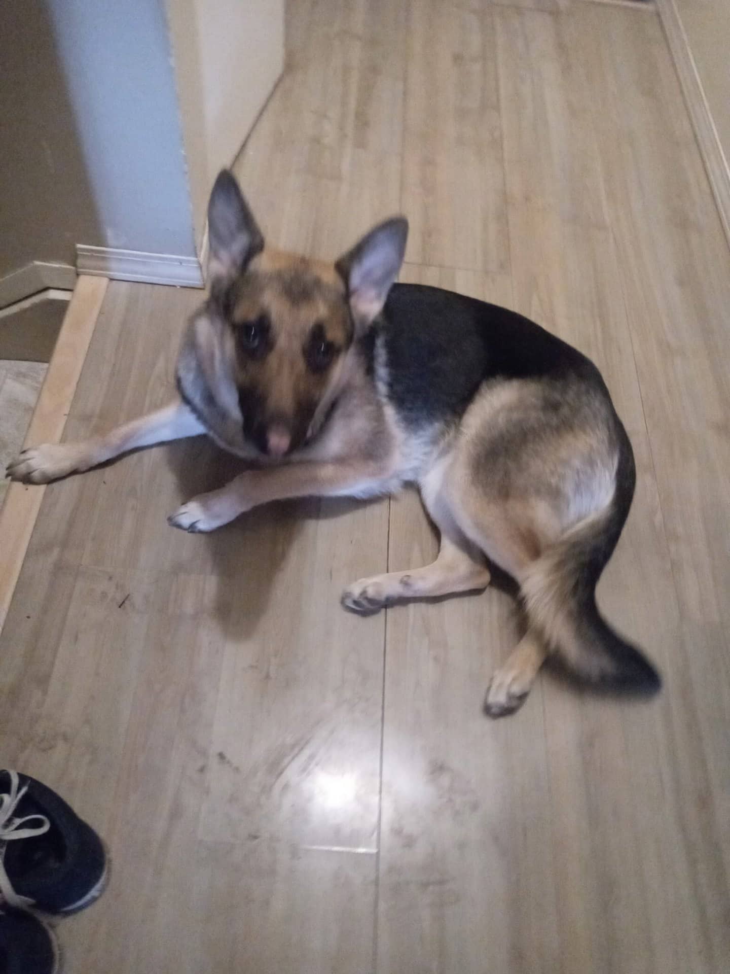 Ripley - German Shepherd available for adoption at Owner Rehoming in Calgary (1 of 2)