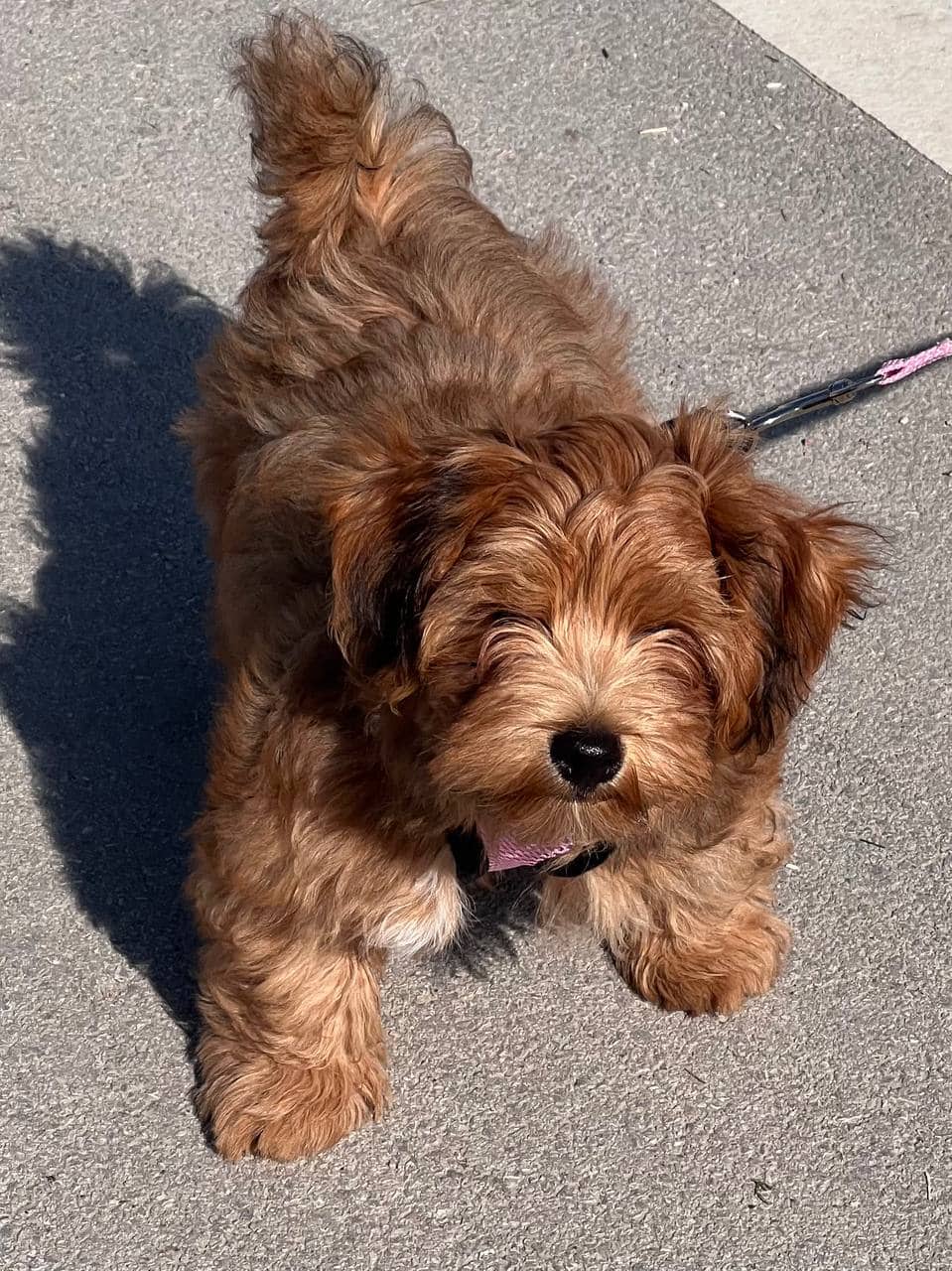 Bosco - Havanese available for adoption at Owner Rehoming in Toronto (1 of 2)