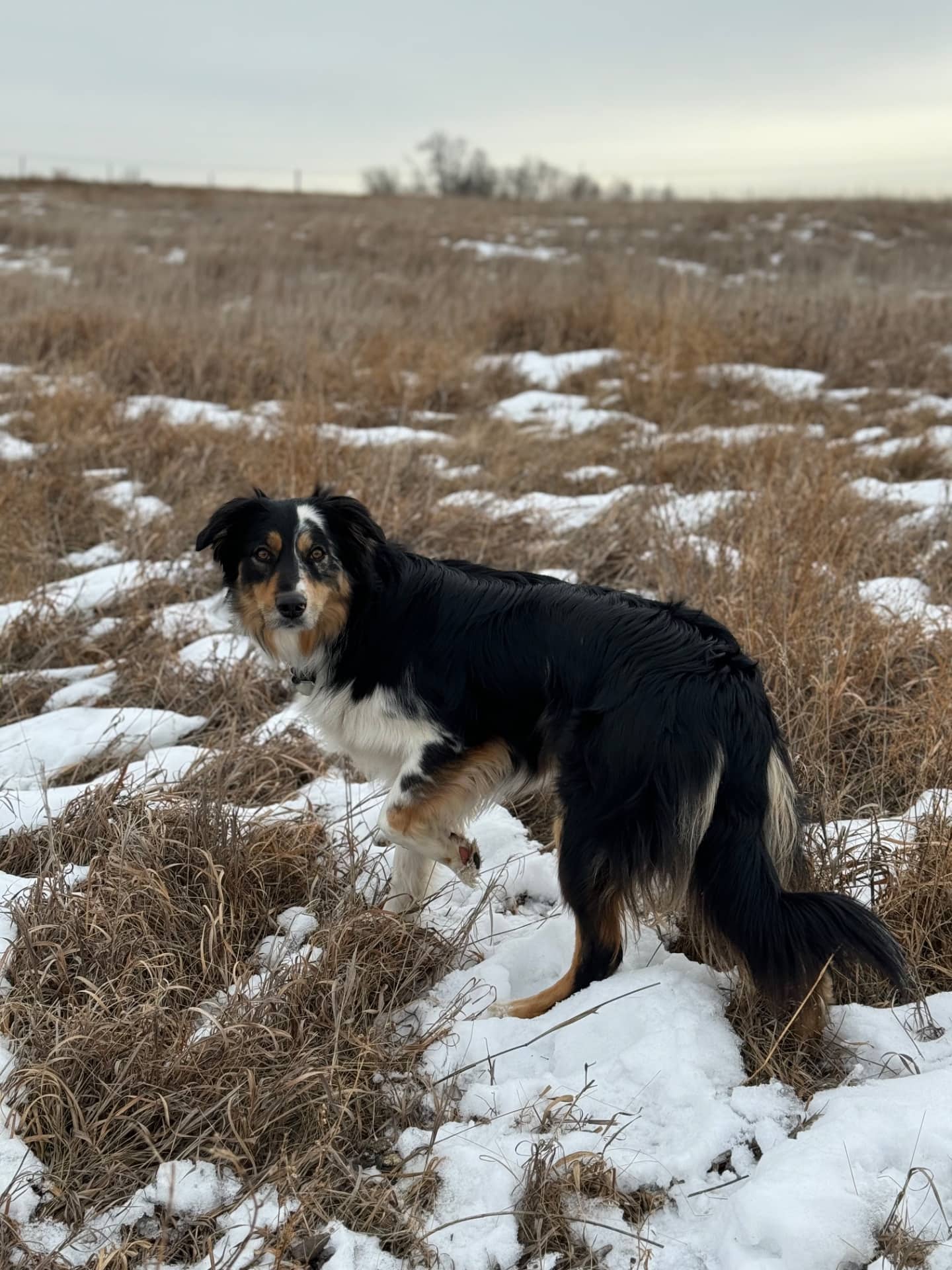 Navy - Australian Shepherd/ Great Pyrenees available for adoption at Owner Rehoming in Edmonton (1 of 5)