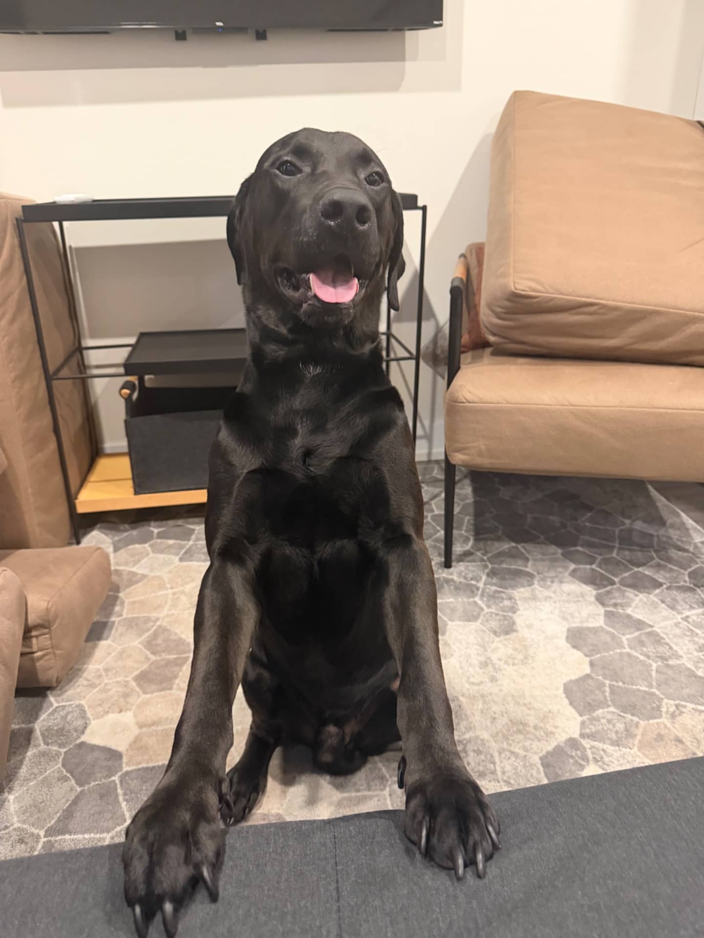 Oso - Labrador Retriever available for adoption at Owner Rehoming in Toronto (1 of 5)