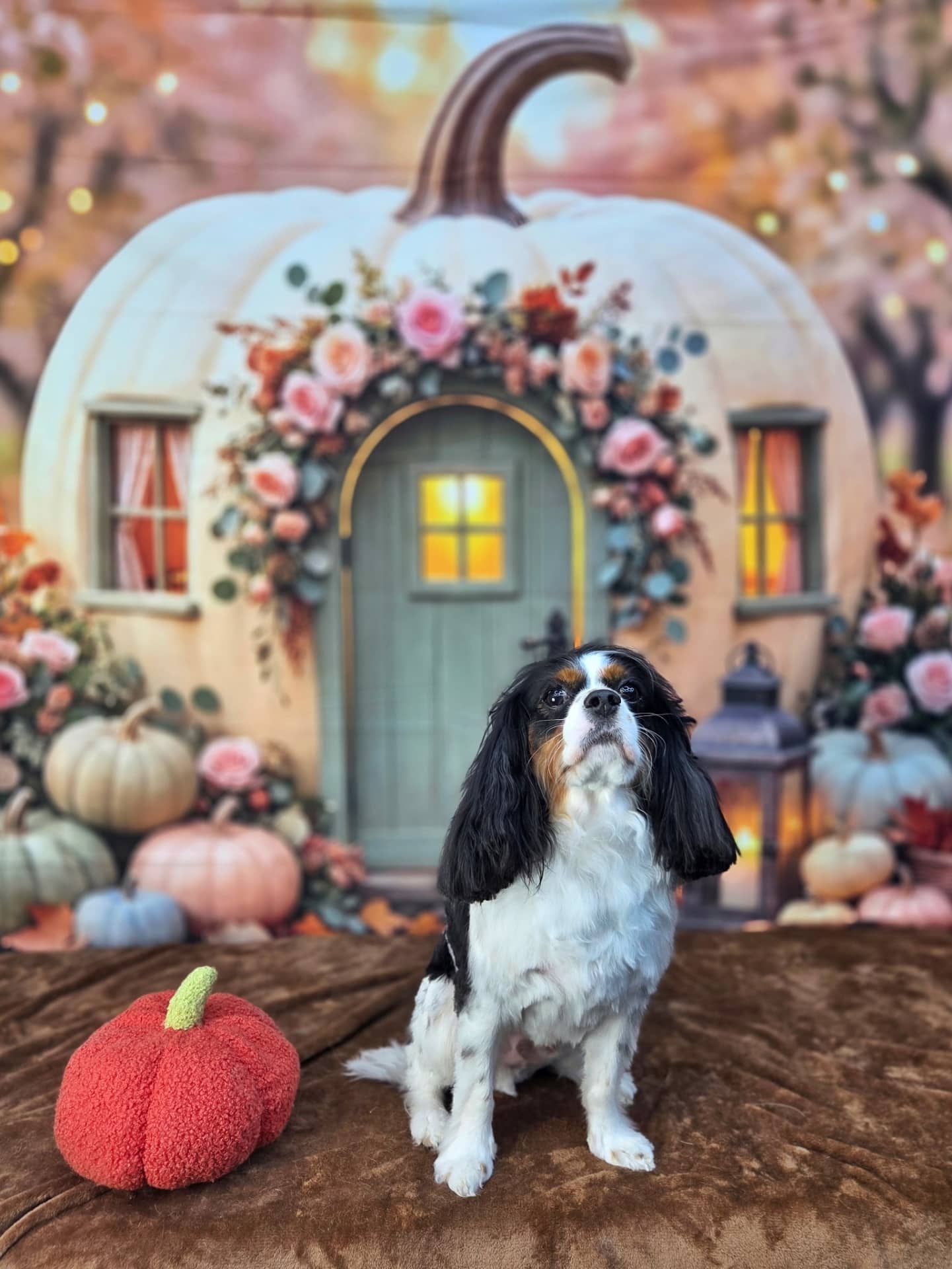 Billy (Bilbo Beggin’s) - Cavalier King Charles Spaniel available for adoption at Owner Rehoming in Moncton (1 of 3)