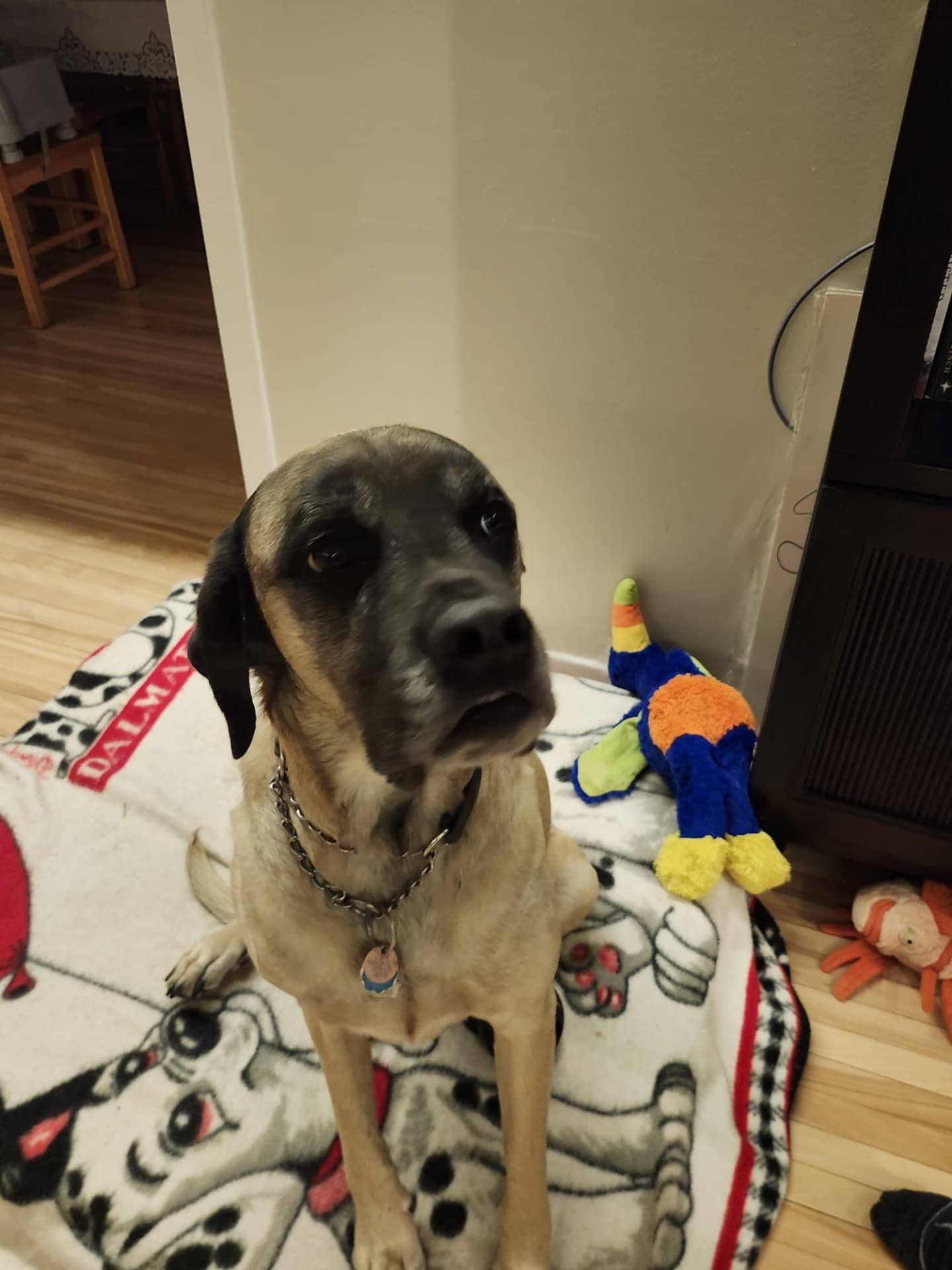 Yuffie - Great Dane Mix available for adoption at Owner Rehoming in Belleville (1 of 3)