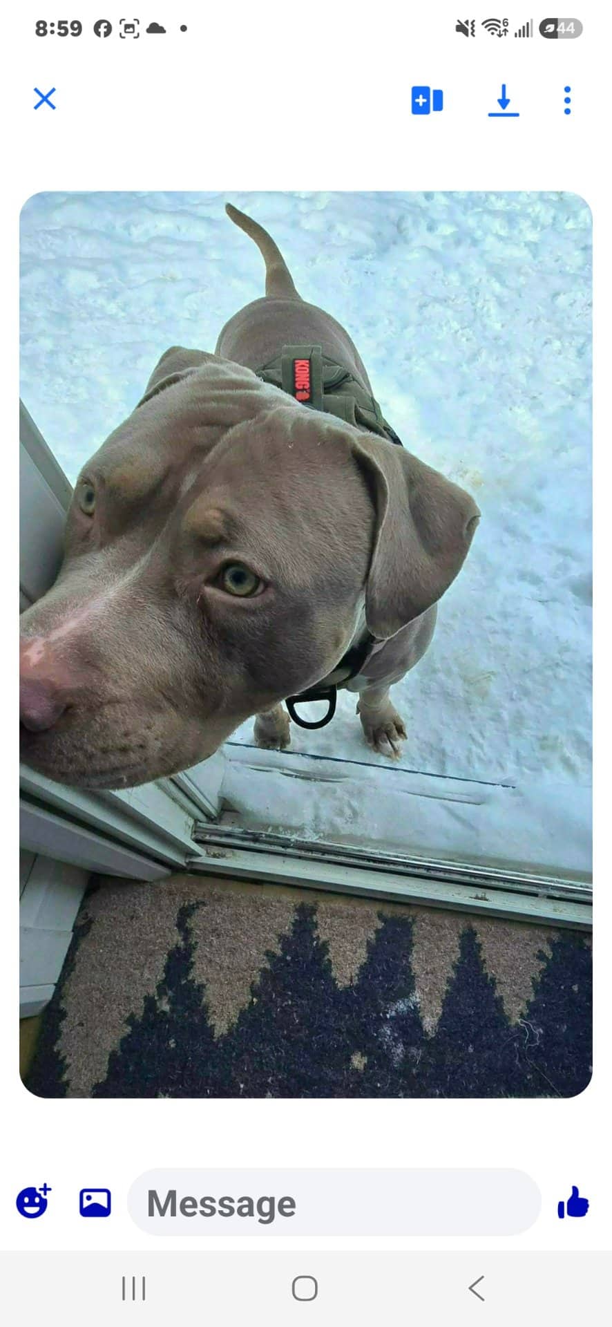 Benny - American Bully available for adoption at Owner Rehoming in Collingwood (1 of 3)