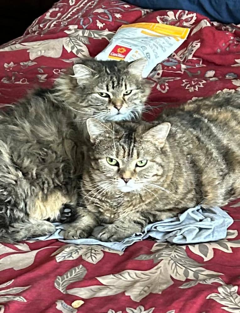 Mama and Baby - Tabby available for adoption