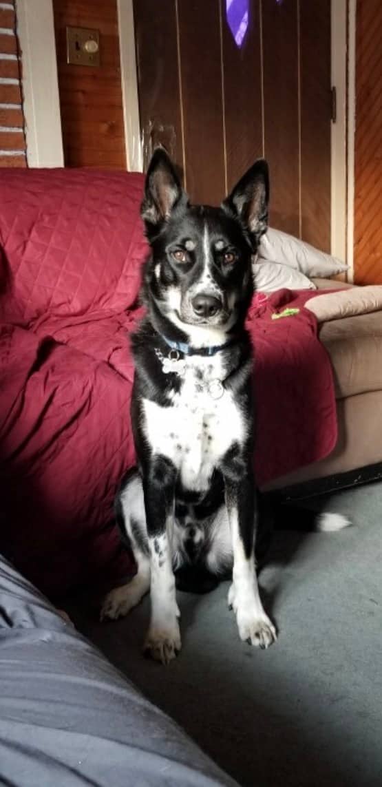 Biscuit - 1/2 husky 1/2 blue healer available for adoption at Owner Rehoming in Winnipeg (1 of 4)