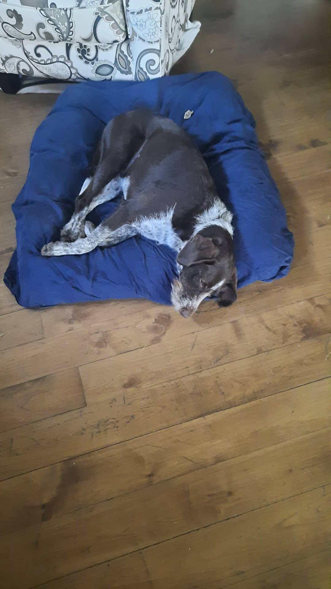 Isla - Wire-haired German Pointer available for adoption at Owner Rehoming in Williams Lake