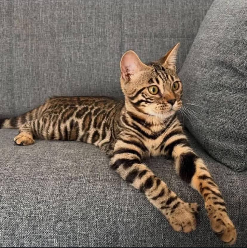 Lea - Bengal cat available for adoption at Owner Rehoming in Calgary (1 of 4)