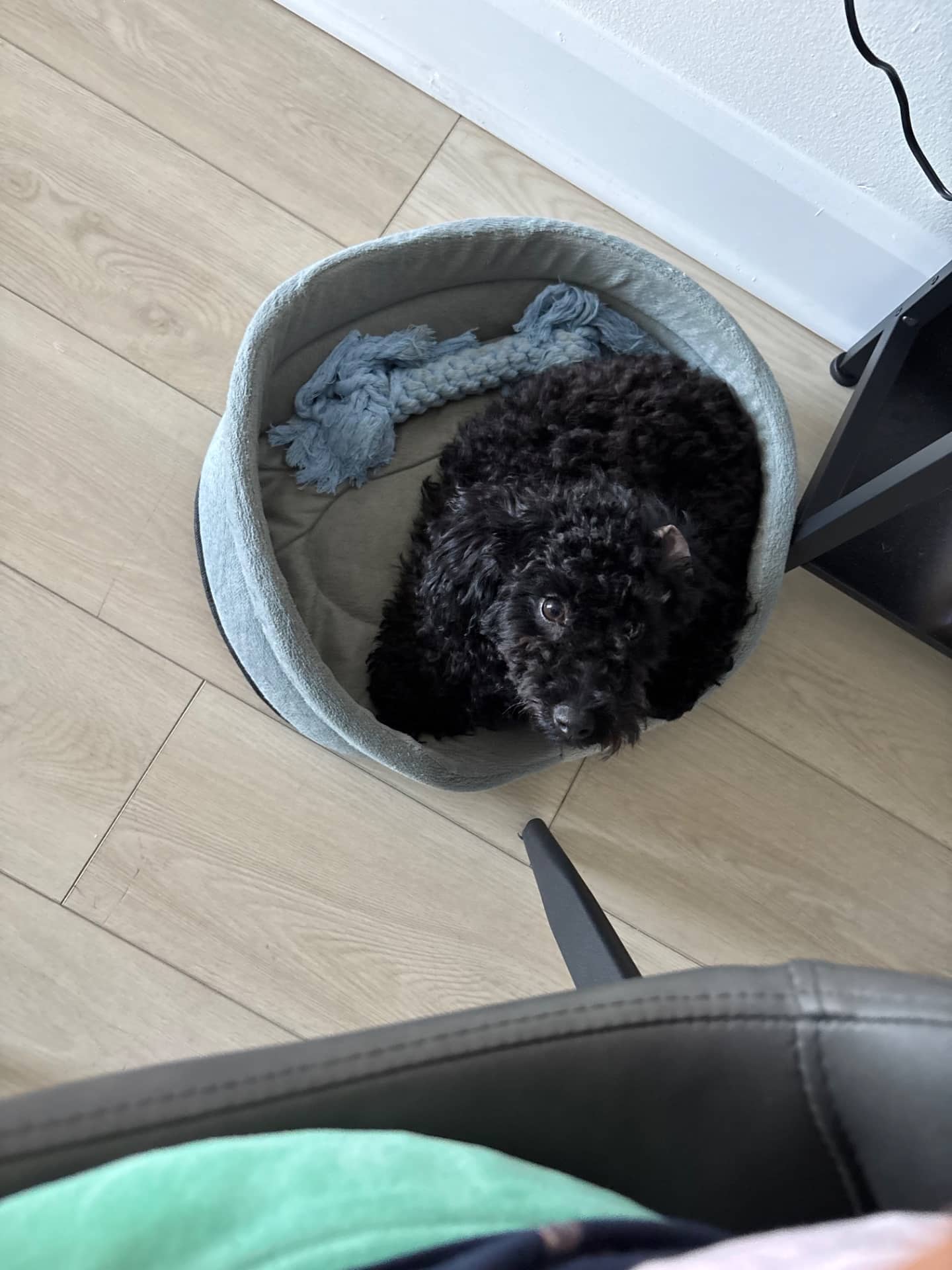 Kiko - Mini poodle available for adoption