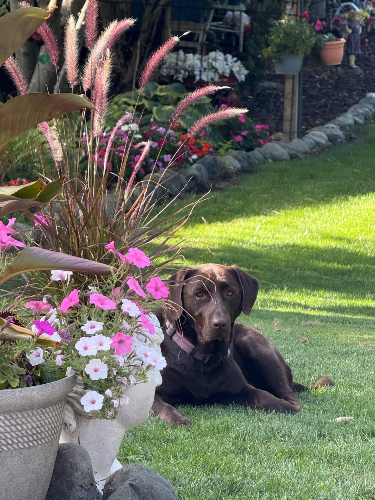 Summer - Chocolate Lab available for adoption at Owner Rehoming in Kamloops (1 of 5)