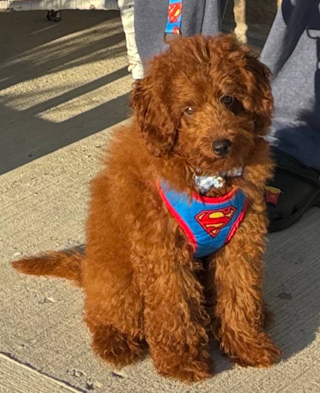 Leo - Toy Poodle available for adoption at Owner Rehoming in Kitchener (1 of 3)