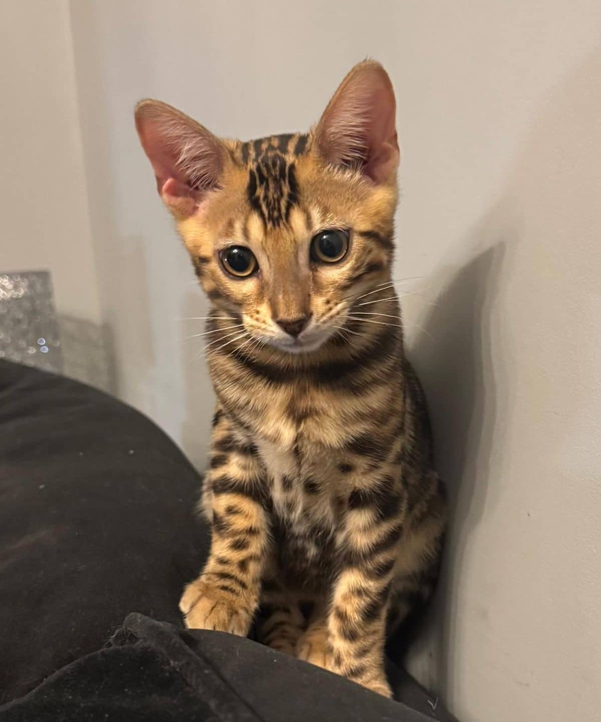 Maya - Bengal cat available for adoption at Owner Rehoming in Montreal (1 of 2)