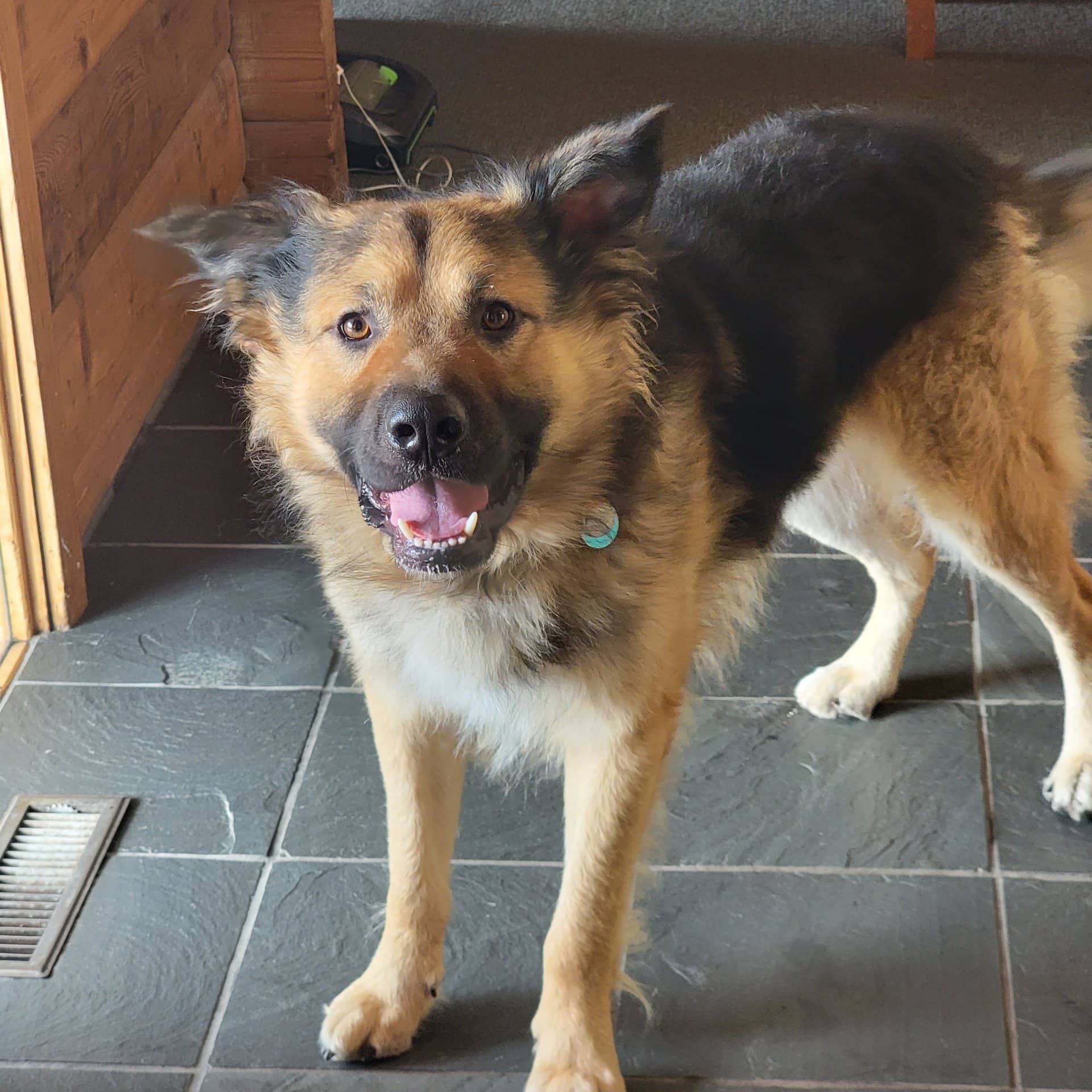 Nakoda - Shepherd Estrela Mix available for adoption at Owner Rehoming in Cochrane (1 of 4)
